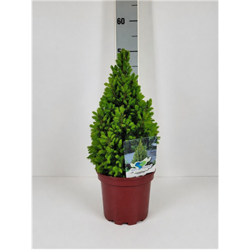 Picea glauca 'Conica' F00009581