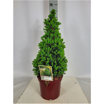 Picea glauca 'Conica' F00009582