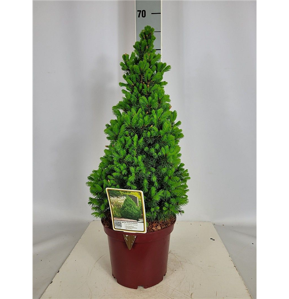 Picea glauca 'Conica' F00009582