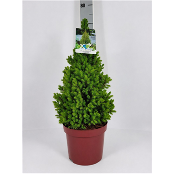 Picea glauca 'Conica' F00009583