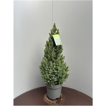 Picea glauca 'Conica' F00009287