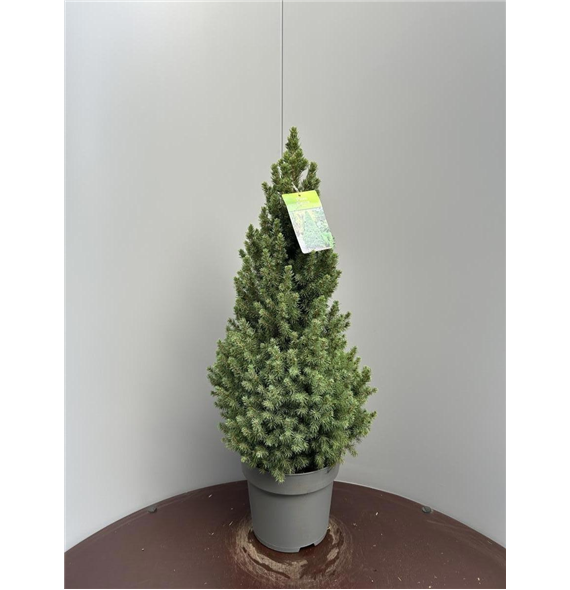 Picea glauca 'Conica' F00009287