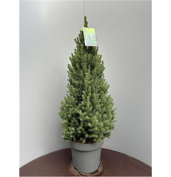 Picea glauca 'Conica' F00009317