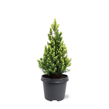 Picea glauca 'Rainbows End' F00009018