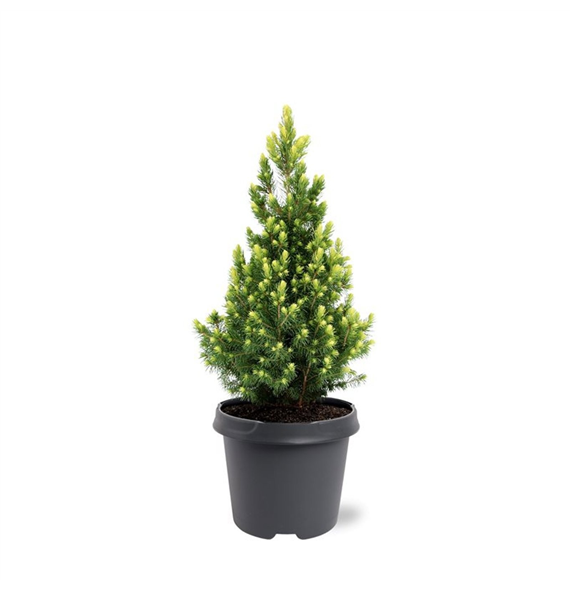 Picea glauca 'Rainbows End' F00009018