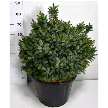 Picea omorika 'Nana' F00009036