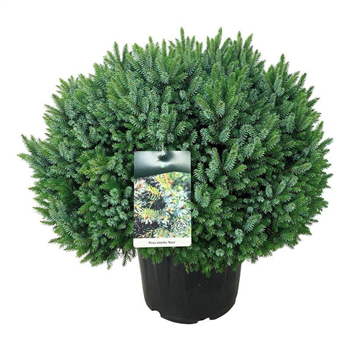 Picea omorika 'Nana' F00009012