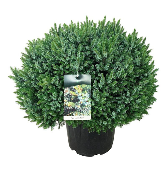 Picea omorika 'Nana' F00009012