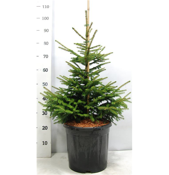 Picea orientalis 'Aureospicata' F00007780