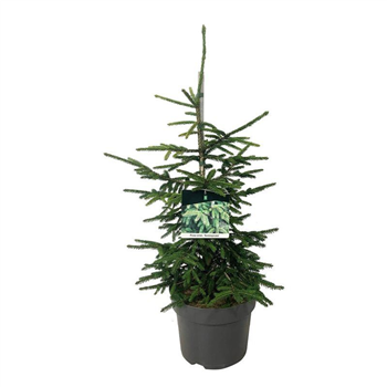 Picea orientalis 'Aureospicata' F00009445