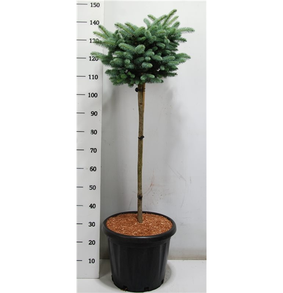 Picea pungens 'Glauca Globosa' F00009030