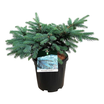 Picea pungens 'Karpaten' F00008952