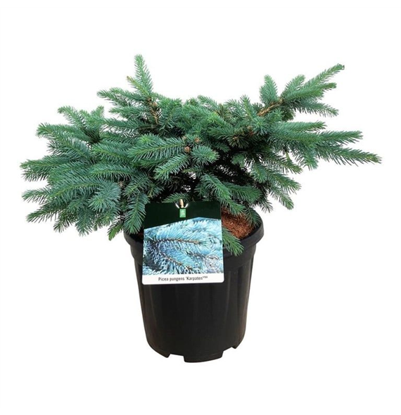 Picea pungens 'Karpaten' F00008952