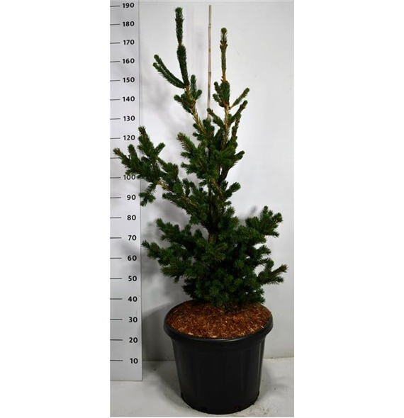 Picea pungens 'Lucky Strike' F00009039