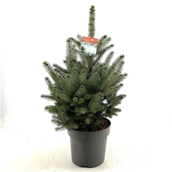 Picea pungens 'Super Blue' F00009333