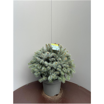 Picea pungens 'Super Blue' F00009309