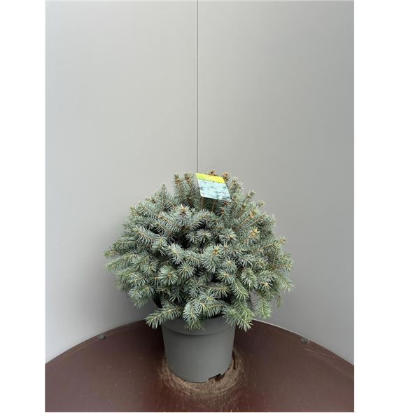 Picea pungens 'Super Blue' F00009309