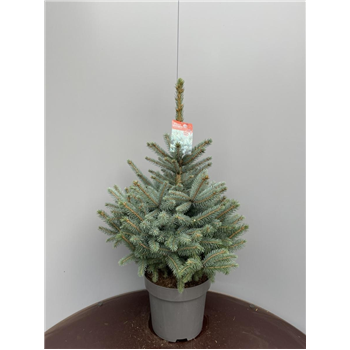 Picea pungens 'Super Blue' F00009291