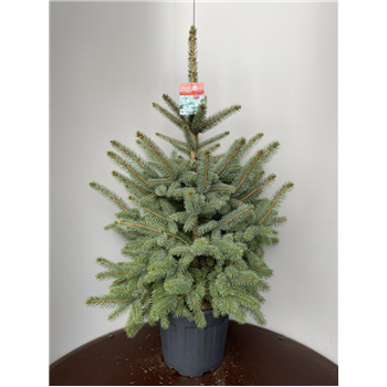 Picea pungens 'Super Blue' F00009301