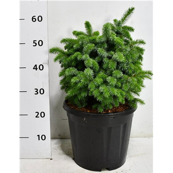 Picea sitchensis 'Midget' F00009051
