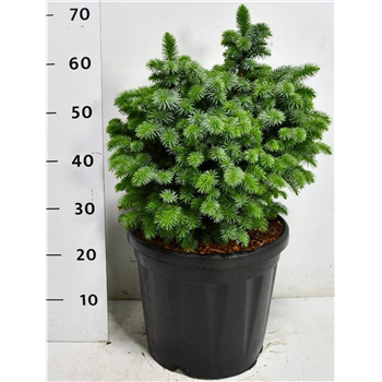 Picea sitchensis 'Tenas' F00009058