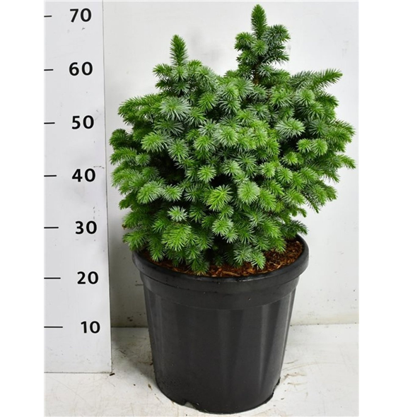 Picea sitchensis 'Tenas' F00009058