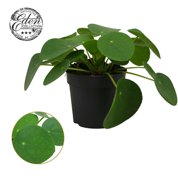 Pilea peperomioides F00009424