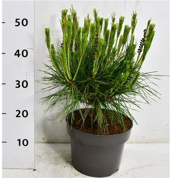 Bor(Pinus) densiflora 'Alice Verkade' F00009026