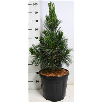 Bor(Pinus) flexilis 'Vanderwolfs Pyramid' F00009024
