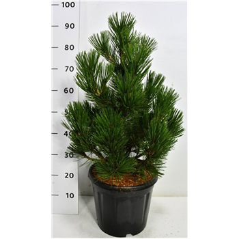 Bor(Pinus) heldreichii 'Little Dracula' F00009033