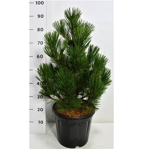 Bor(Pinus) heldreichii 'Little Dracula' F00009033