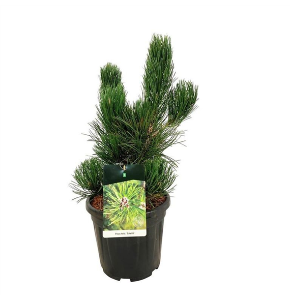 Bor(Pinus) heldreichii 'Satellit' F00008947
