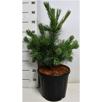 Bor(Pinus) monticola 'Ammerland' F00009041