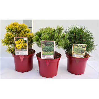 Bor(Pinus) mugo F00009591