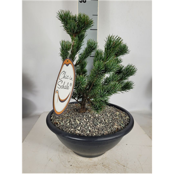 Bor(Pinus) mugo F00009594