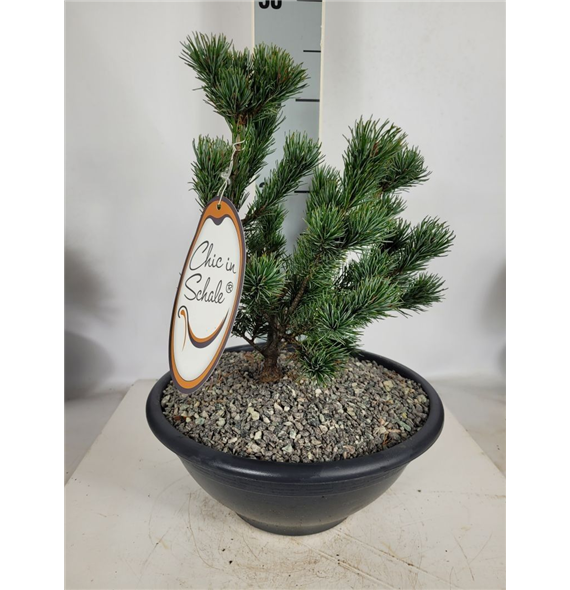 Bor(Pinus) mugo F00009594