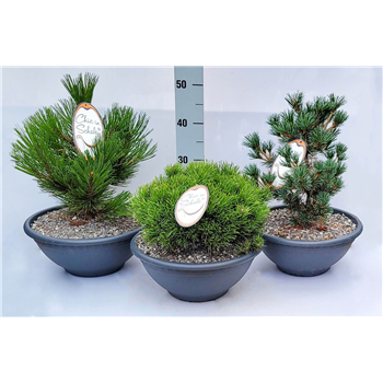 Bor(Pinus) mugo F00009595