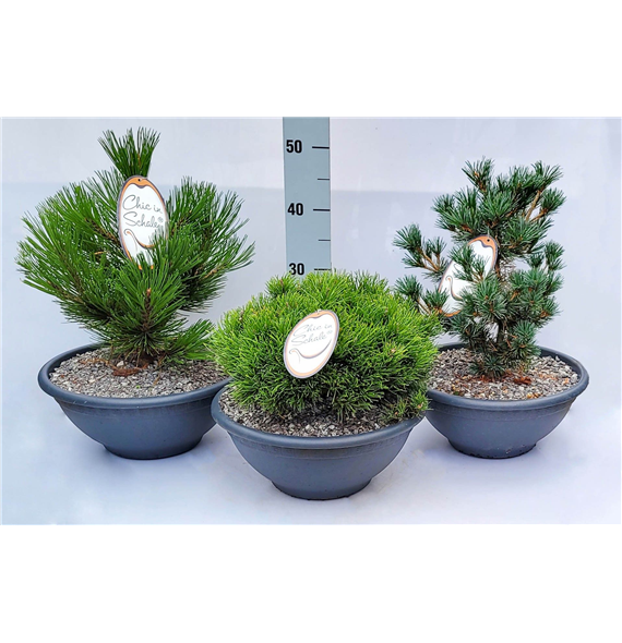 Bor(Pinus) mugo F00009595