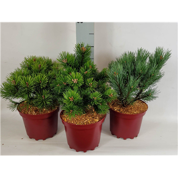 Bor(Pinus) mugo F00009604