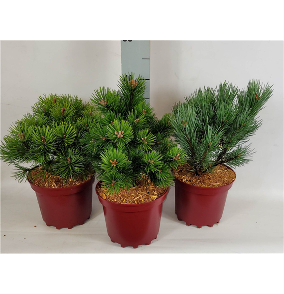 Bor(Pinus) mugo F00009604