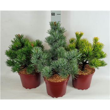 Bor(Pinus) mugo F00009592