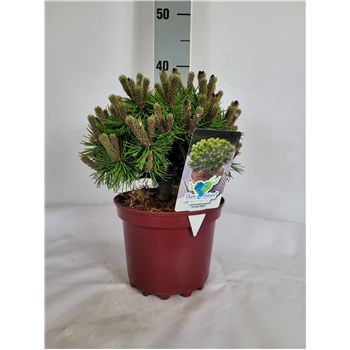 Bor(Pinus) mugo 'Benjamin' F00009597