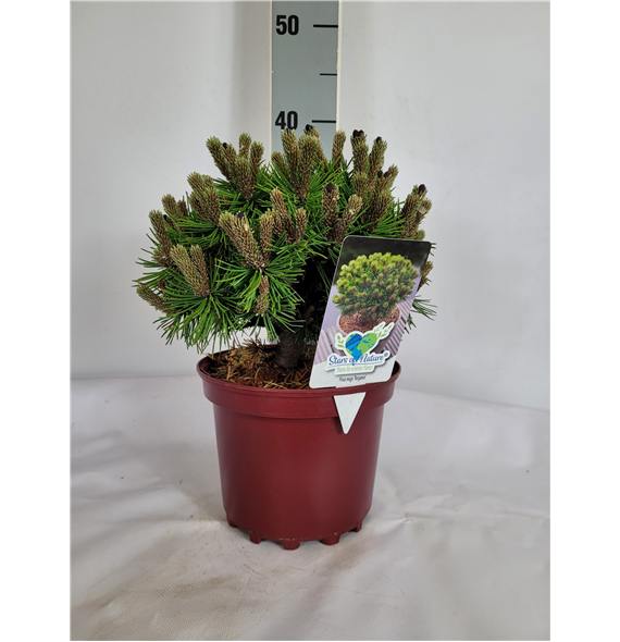 Bor(Pinus) mugo 'Benjamin' F00009597
