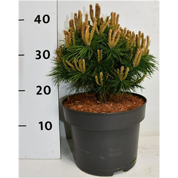 Bor(Pinus) mugo 'Benjamin' F00009050