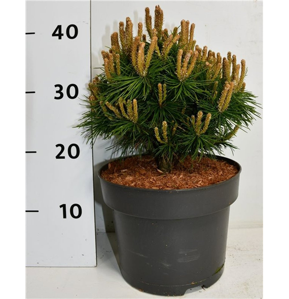 Bor(Pinus) mugo 'Benjamin' F00009050