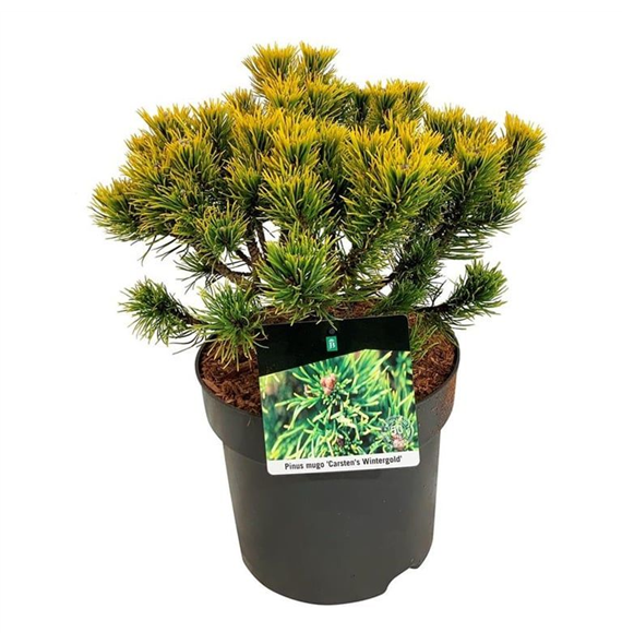 Bor(Pinus) mugo 'Carstens Wintergold' F00009004