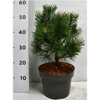 Bor(Pinus) mugo 'Columbo' F00006003