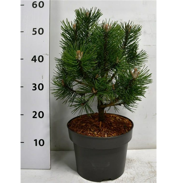 Bor(Pinus) mugo 'Columbo' F00006003