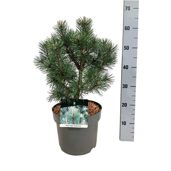 Bor(Pinus) mugo 'Columnaris' F00009005