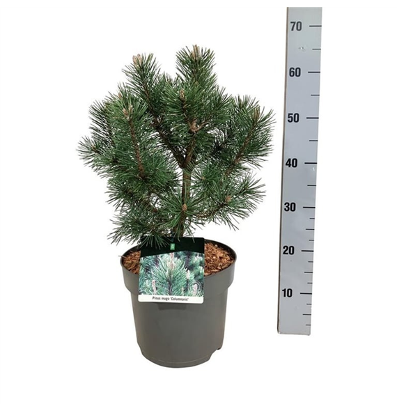 Bor(Pinus) mugo 'Columnaris' F00009005